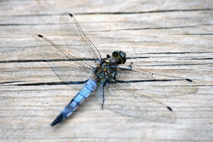 Orthetrum cancellatum